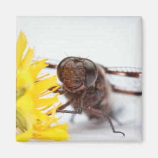 Imán Cloup Dragonfly Face y Yellow Dandelion Flower