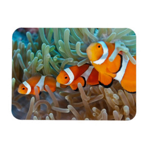 Imán Clownfish