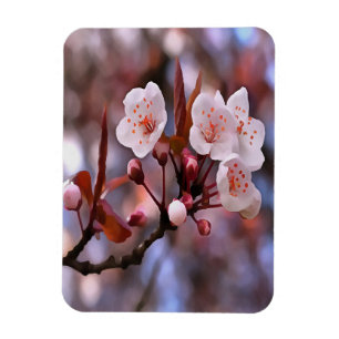 Imán Clúster con flores de cerezo con rosa y azul