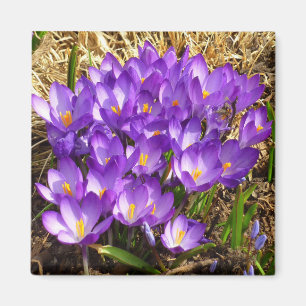 Imán Clúster de Crocuses Púrpura Floral Primavera