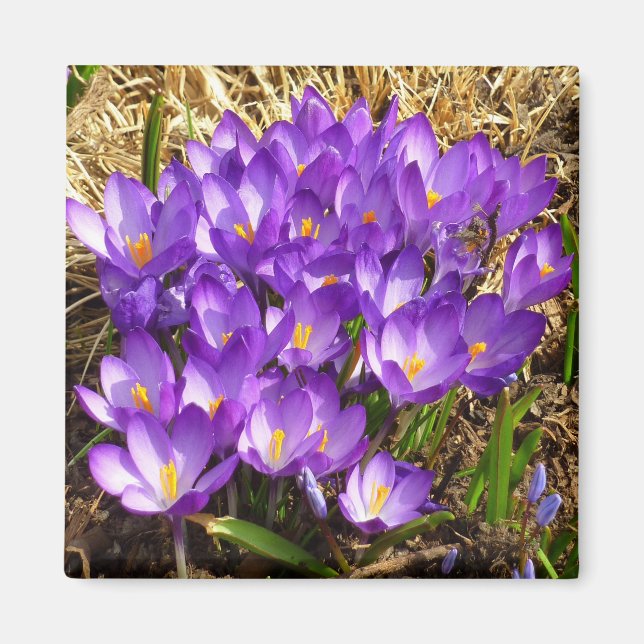 Imán Clúster de Crocuses Púrpura Floral Primavera (Frente)