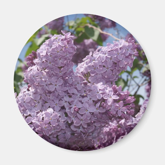 Imán Clúster Lilac (Frente)