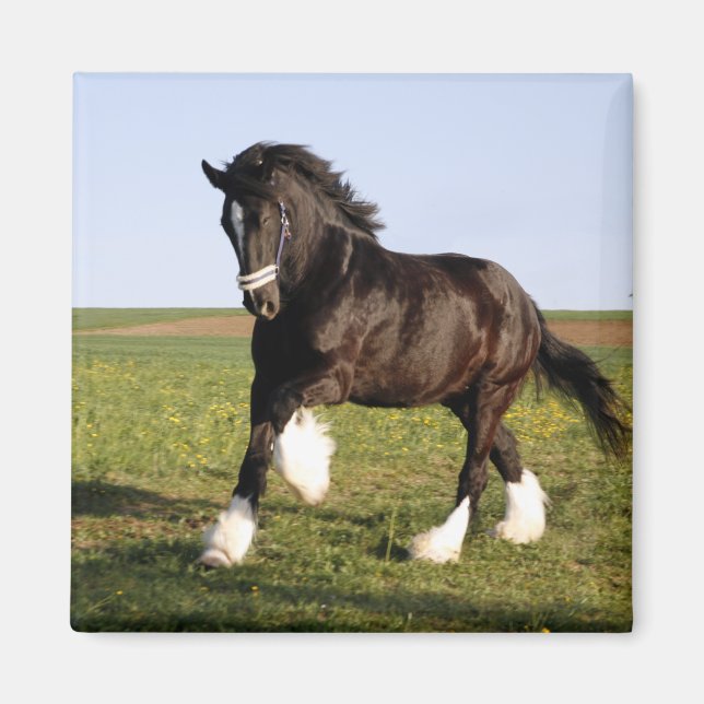 Imán Clydesdale Horse (Frente)