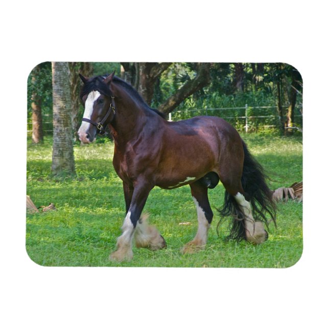 Imán Clydesdale Horse (Horizontal)