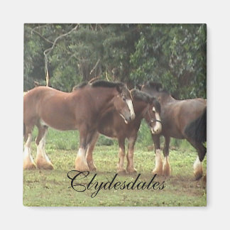 Imán Clydesdale Magnet