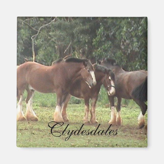 Imán Clydesdale Magnet (Frente)