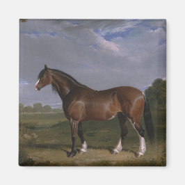Imán Clydesdale Stallion (Thoroughbred Horse) (Animal)