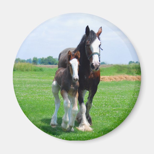 Imán Clydesdale y Filly Magnet (Frente)