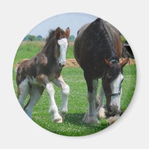 Imán clydesdale y potra