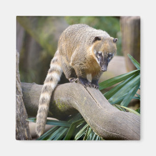 Imán Coati con cola de anillo en una sucursal