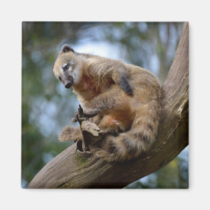 Imán Coati sudamericana en rama