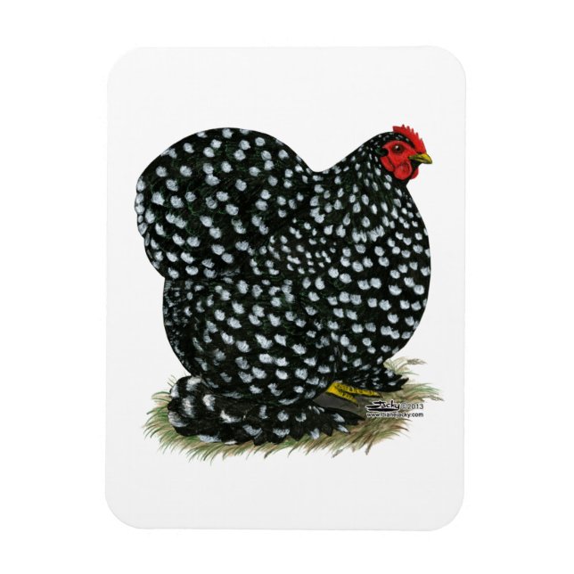 Imán Cochin Mottled Hen (Vertical)