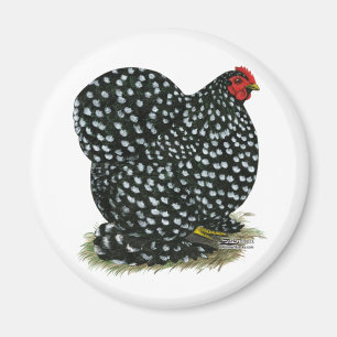 Imán Cochin Mottled Hen