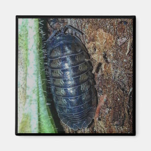 Imán - Cochinilla (foto)