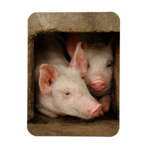 Imán Cochinillos curiosos