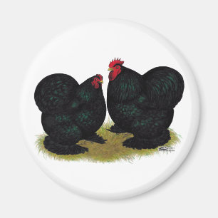 Imán Cochins Black Bantam Pair