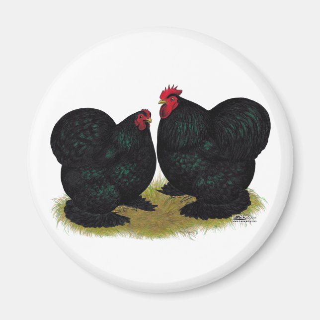 Imán Cochins Black Bantam Pair (Frente)