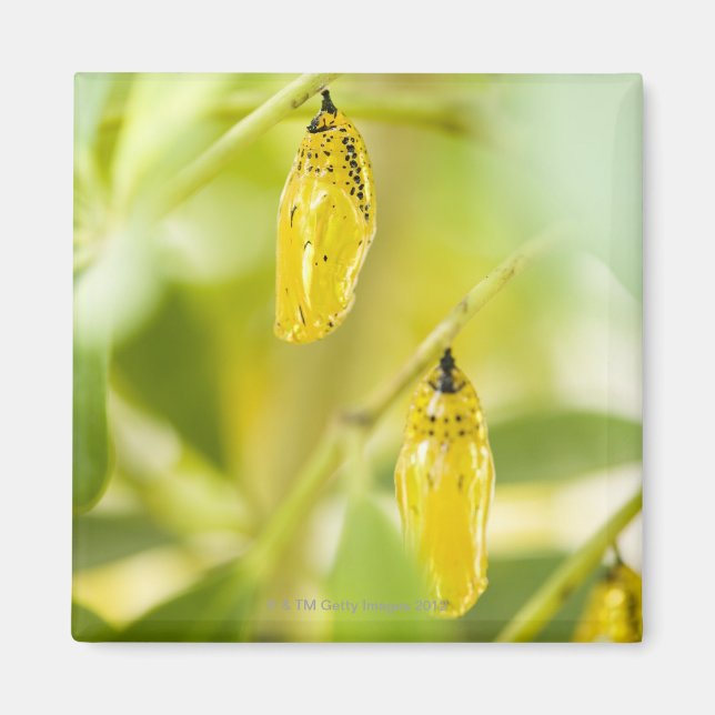 Imán Cocina de la mariposa de cometa de papel, Okinawa (Frente)