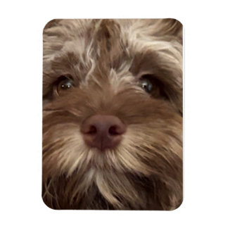 IMÁN "COCKAPOO"