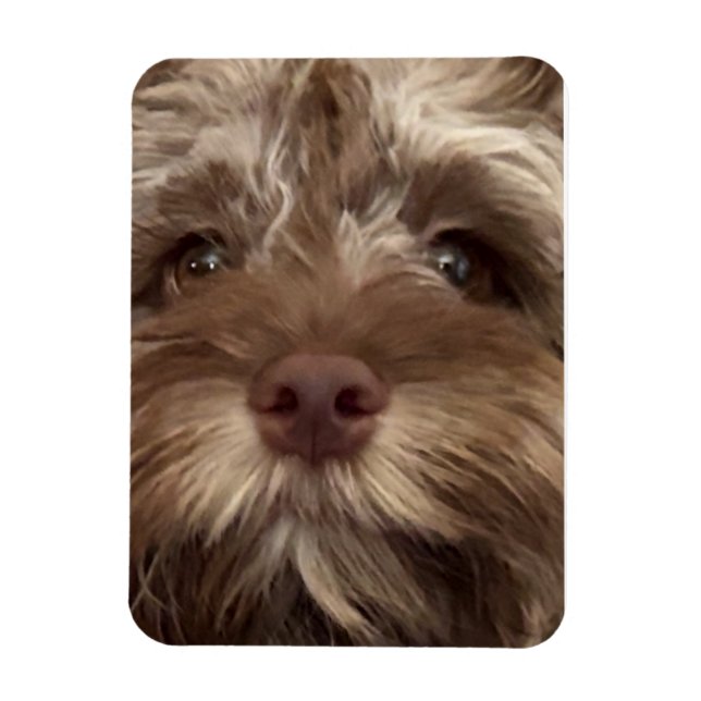 IMÁN  "COCKAPOO" MAGNET (Vertical)