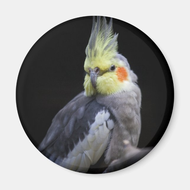 Imán Cockatiel Magnet (Frente)