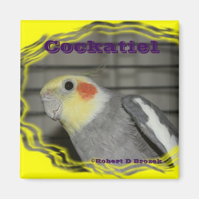 Imán Cockatiel Mascota Bird MAGNET (Frente)