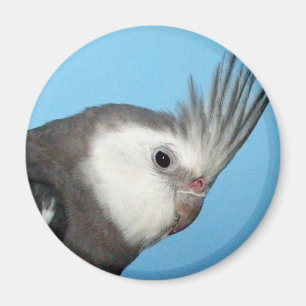 Imán Cockatiel masculino de Whiteface