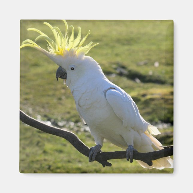 Imán Cockatoo con crema de azufre en Australia (Frente)