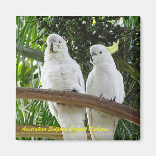 Imán Cockatoo con cresta del azufre australiano