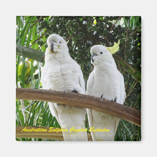 Imán Cockatoo curado con azufre australiano (Frente)