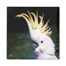 Cockatoo Magnet