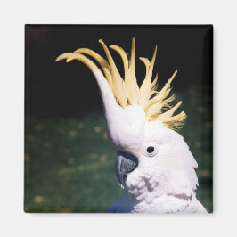 Imán Cockatoo Magnet