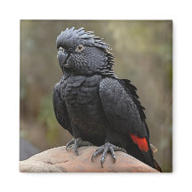 Cockatoo negro