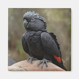 Imán Cockatoo negro