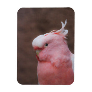 Imán Cockatoo rosa