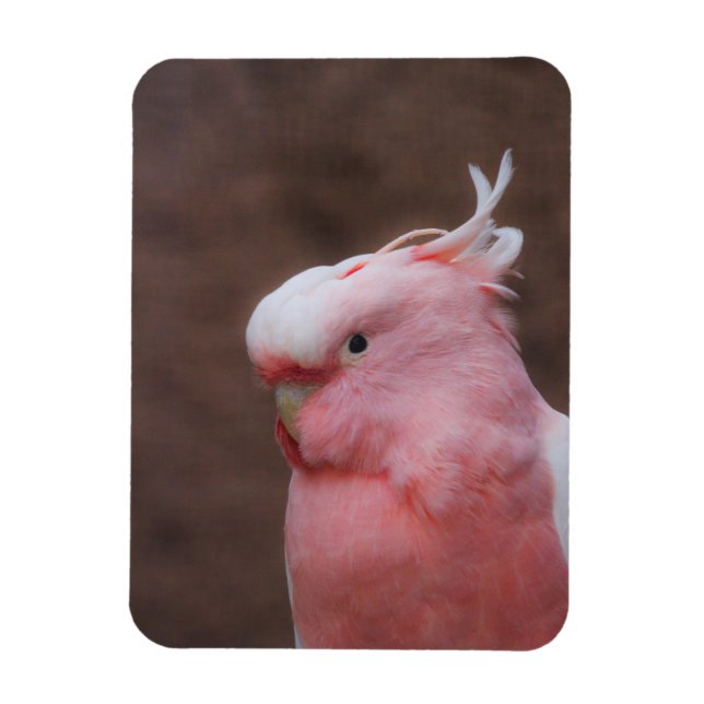 Imán Cockatoo rosa (Vertical)
