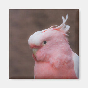 Imán Cockatoo rosa