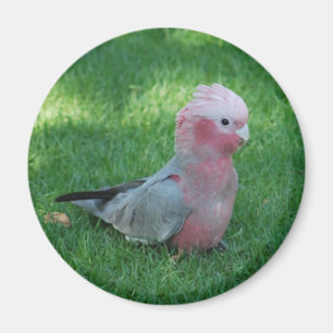 Imán Cockatoo rosado