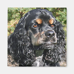 Imán Cocker Spaniel