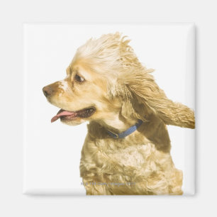 Imán Cocker spaniel