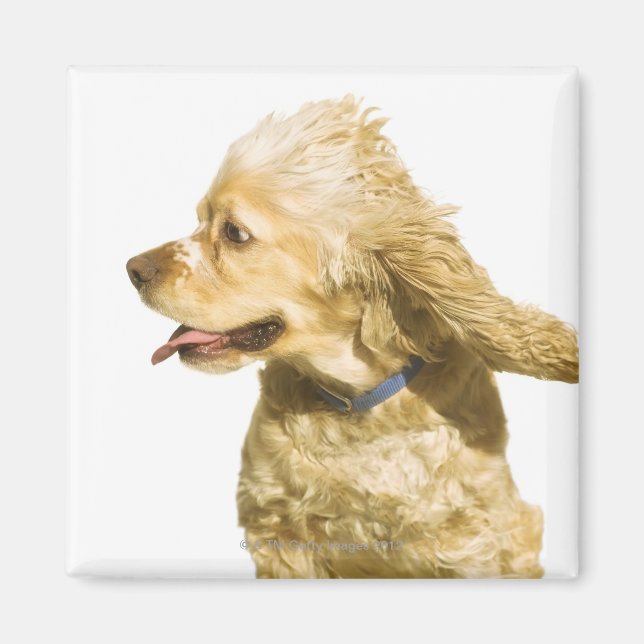 Imán Cocker Spaniel (Frente)
