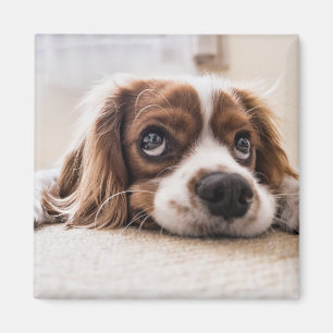 Imán Cocker Spaniel Dog de ojos tristes