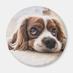 Imán Cocker Spaniel Dog de ojos tristes