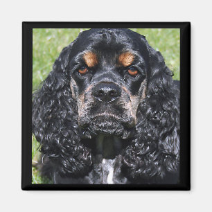 Imán Cocker Spaniel Magnet