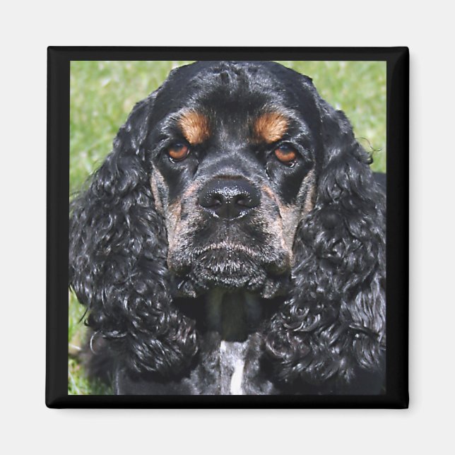 Imán Cocker Spaniel Magnet (Frente)