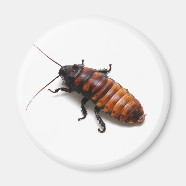 Imán Cockroach (Frente)