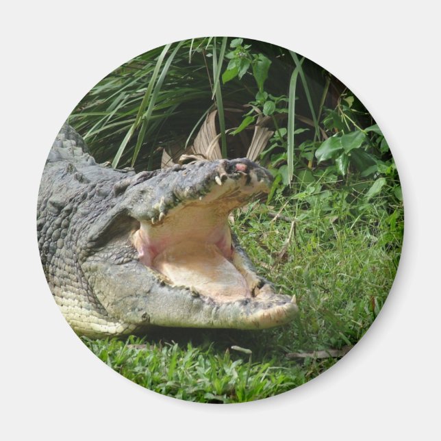 Imán Cocodrilo (Frente)