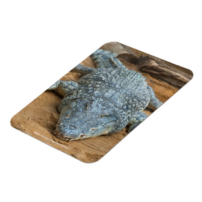 Imán Cocodrilo (Lado Izquierdo)