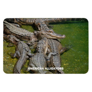 Imán Cocodrilos americanos