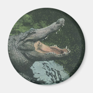 Imán Cocodrilos Reptiles, Vida Animal Marina Vintage